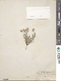 Astragalus lotiflorus image