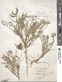 Astragalus lotiflorus image