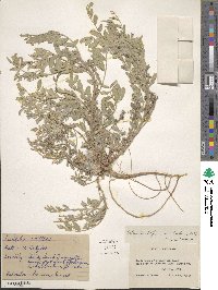 Astragalus lotiflorus image