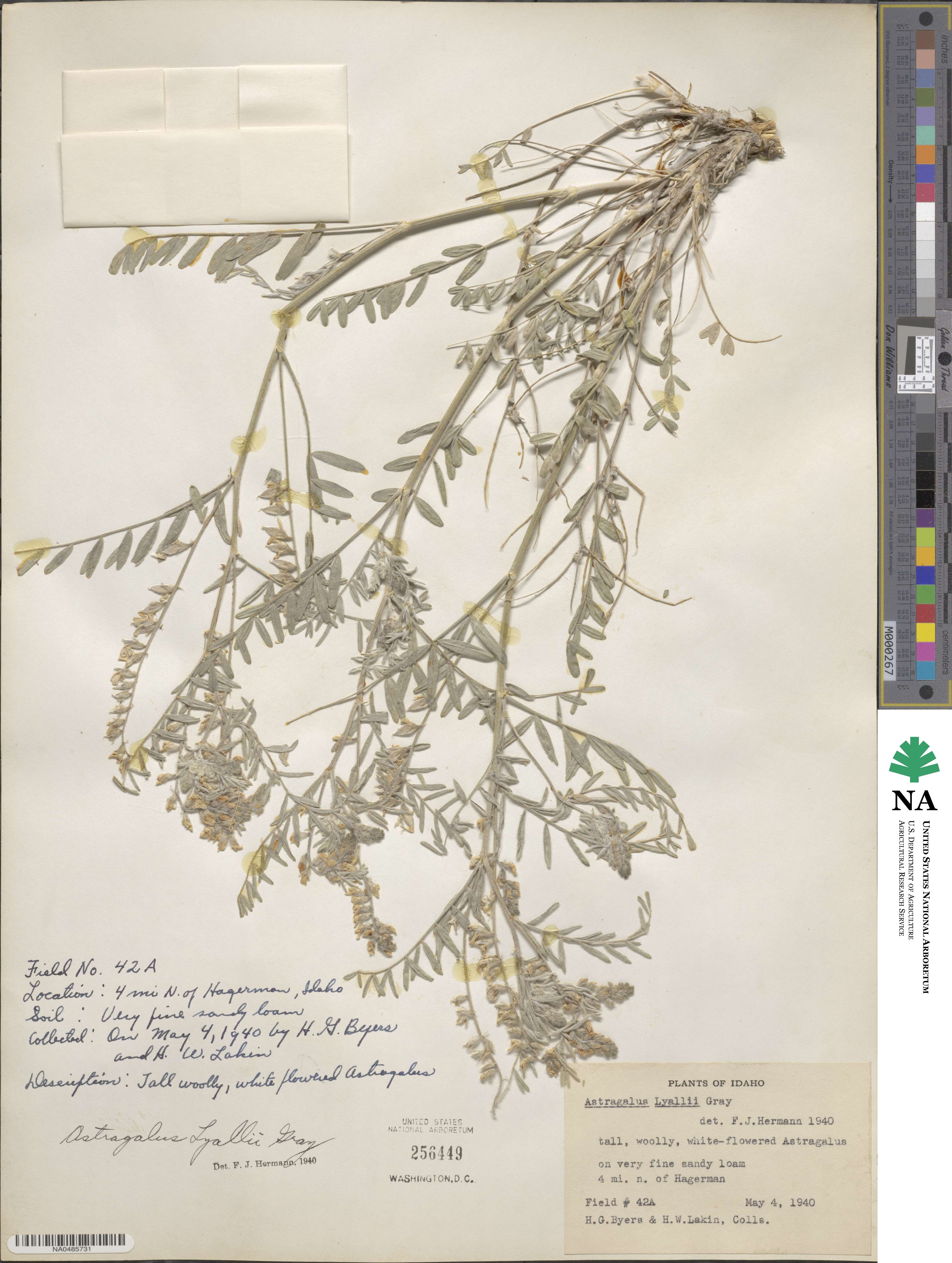 Astragalus lyallii image