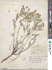 Astragalus lyallii image