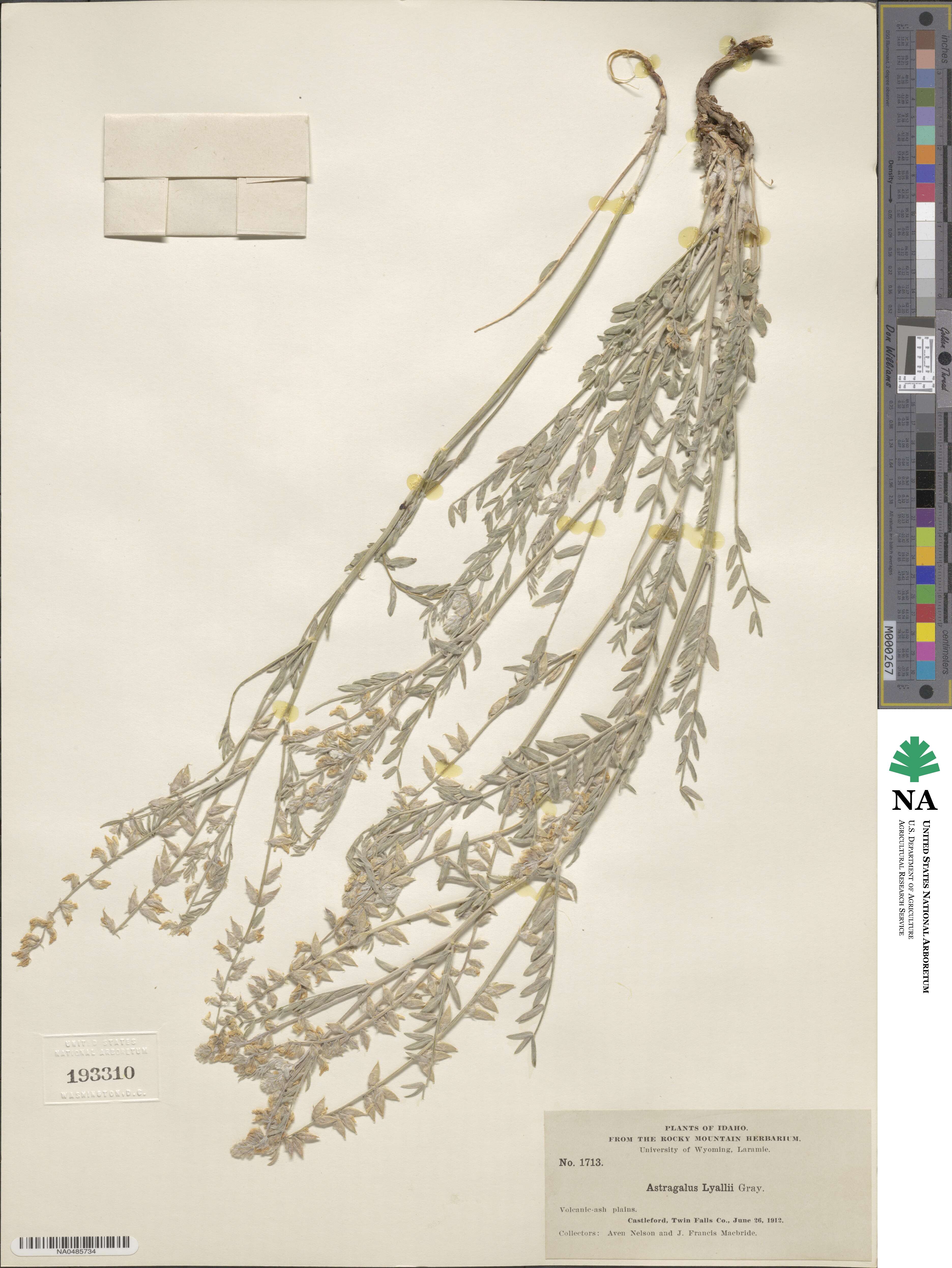 Astragalus lyallii image