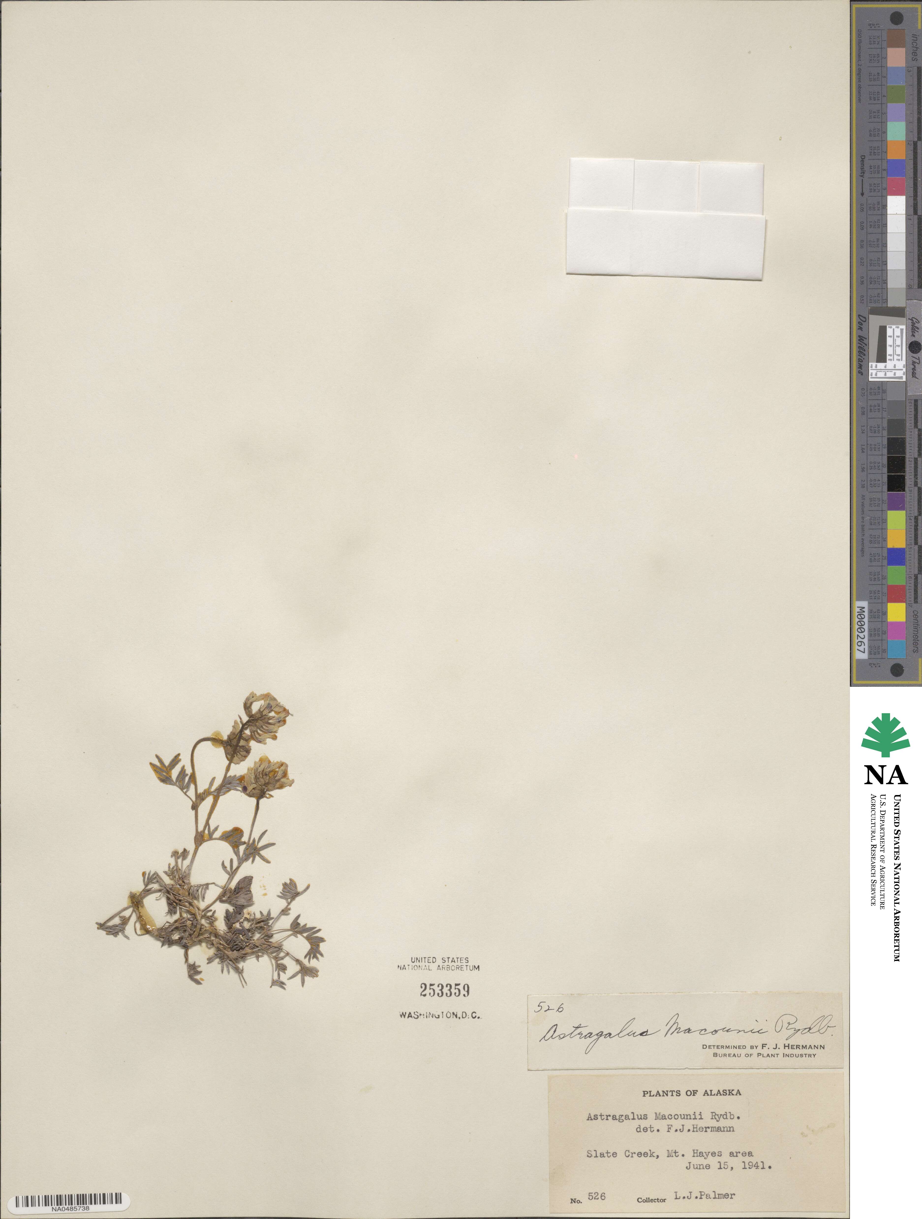 Astragalus robbinsii var. minor image