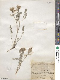 Astragalus malacus image