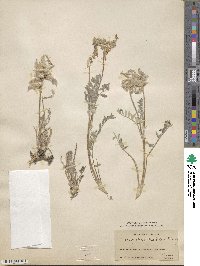 Astragalus malacus image