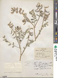 Astragalus malacus image