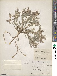 Astragalus malacus image