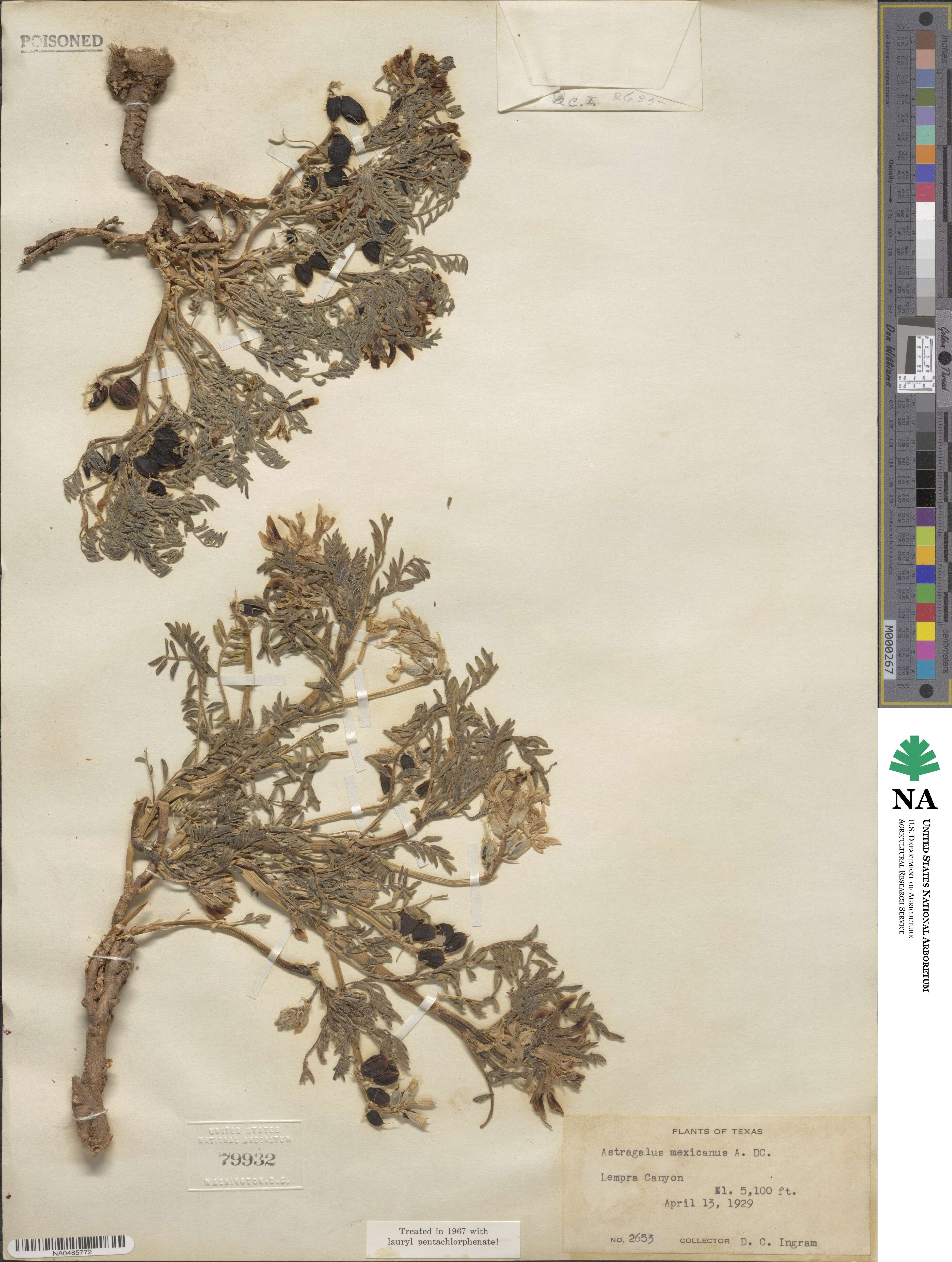Astragalus crassicarpus image