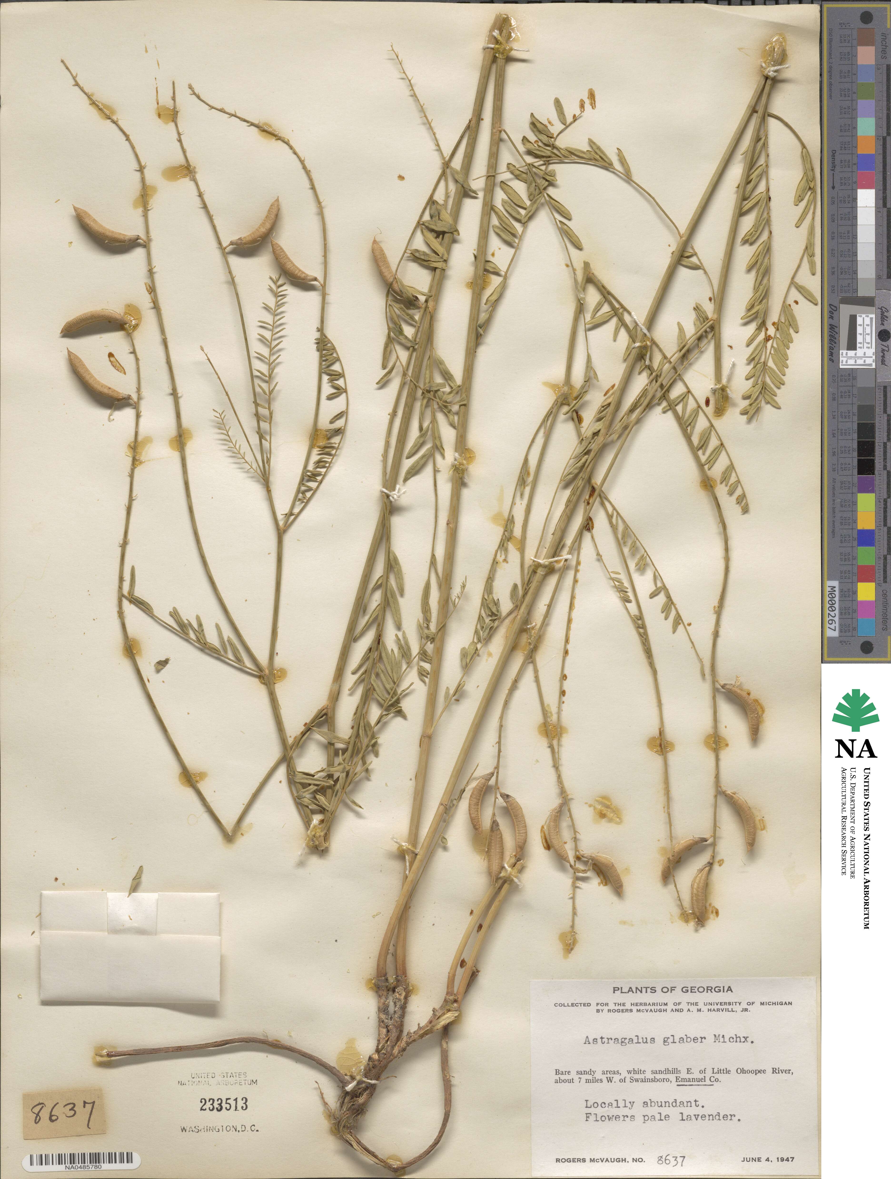 Astragalus michauxii image