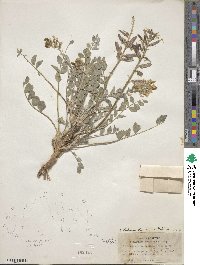 Astragalus minthorniae image