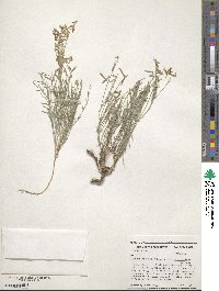 Astragalus miser image