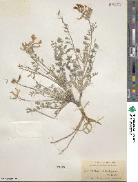 Astragalus missouriensis image