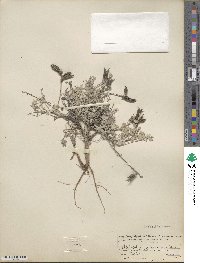 Astragalus missouriensis image