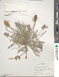 Astragalus missouriensis image