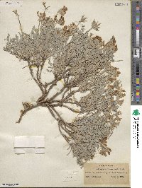 Astragalus missouriensis image