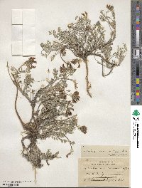 Astragalus missouriensis image