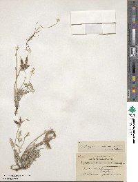 Astragalus missouriensis image