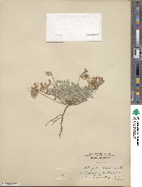 Astragalus missouriensis image