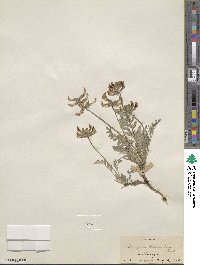 Astragalus missouriensis image