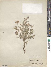 Astragalus missouriensis image