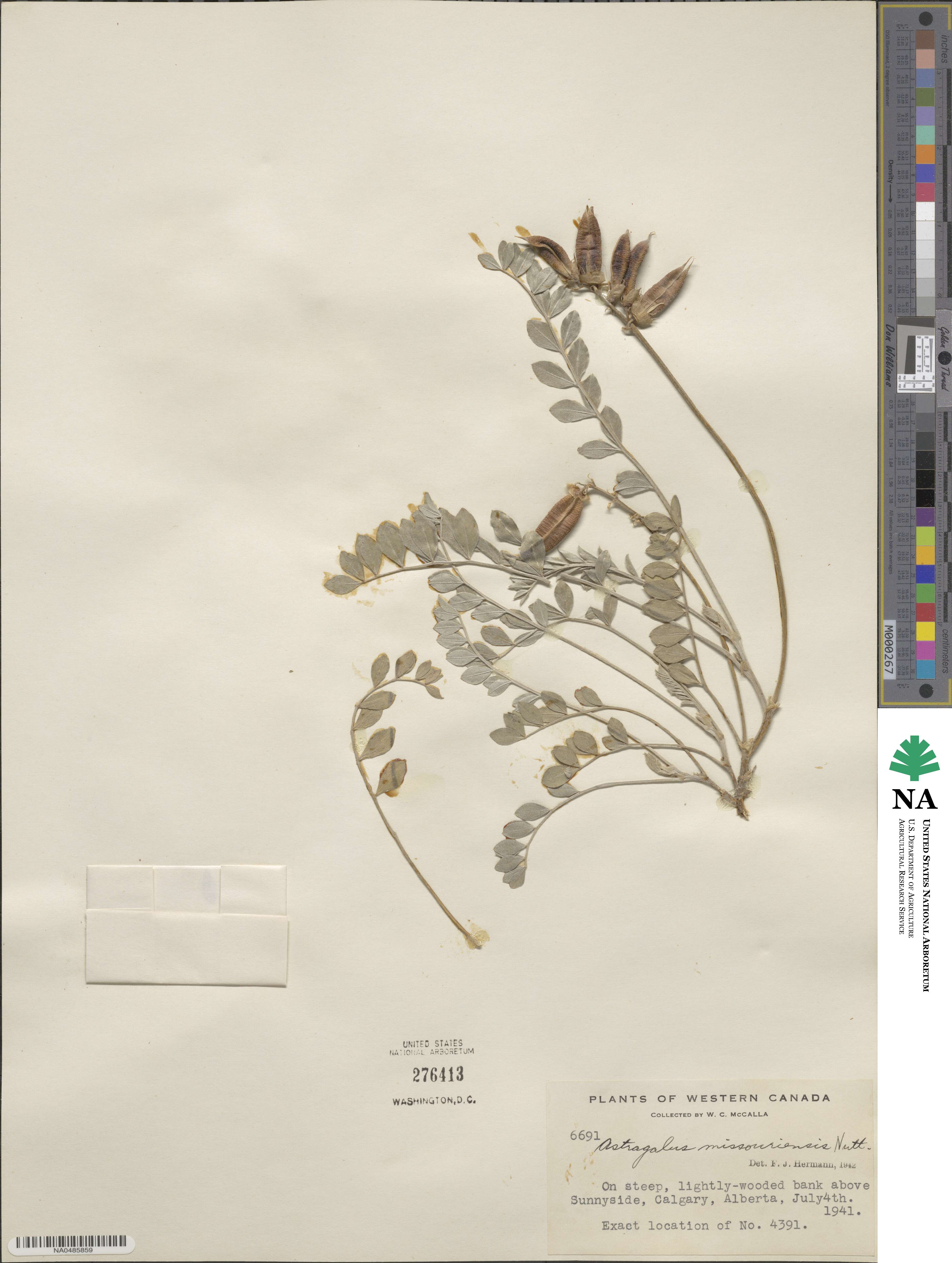 Astragalus missouriensis image