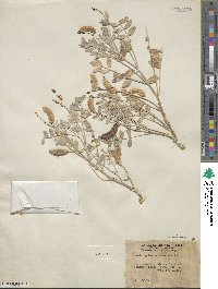 Astragalus mohavensis image