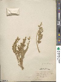 Astragalus mollissimus image