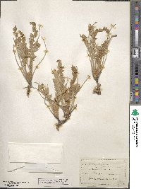 Astragalus mollissimus image