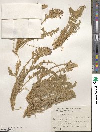 Astragalus mollissimus image