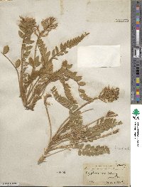 Astragalus mollissimus image