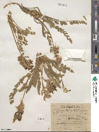 Astragalus mollissimus image