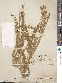 Astragalus mollissimus image