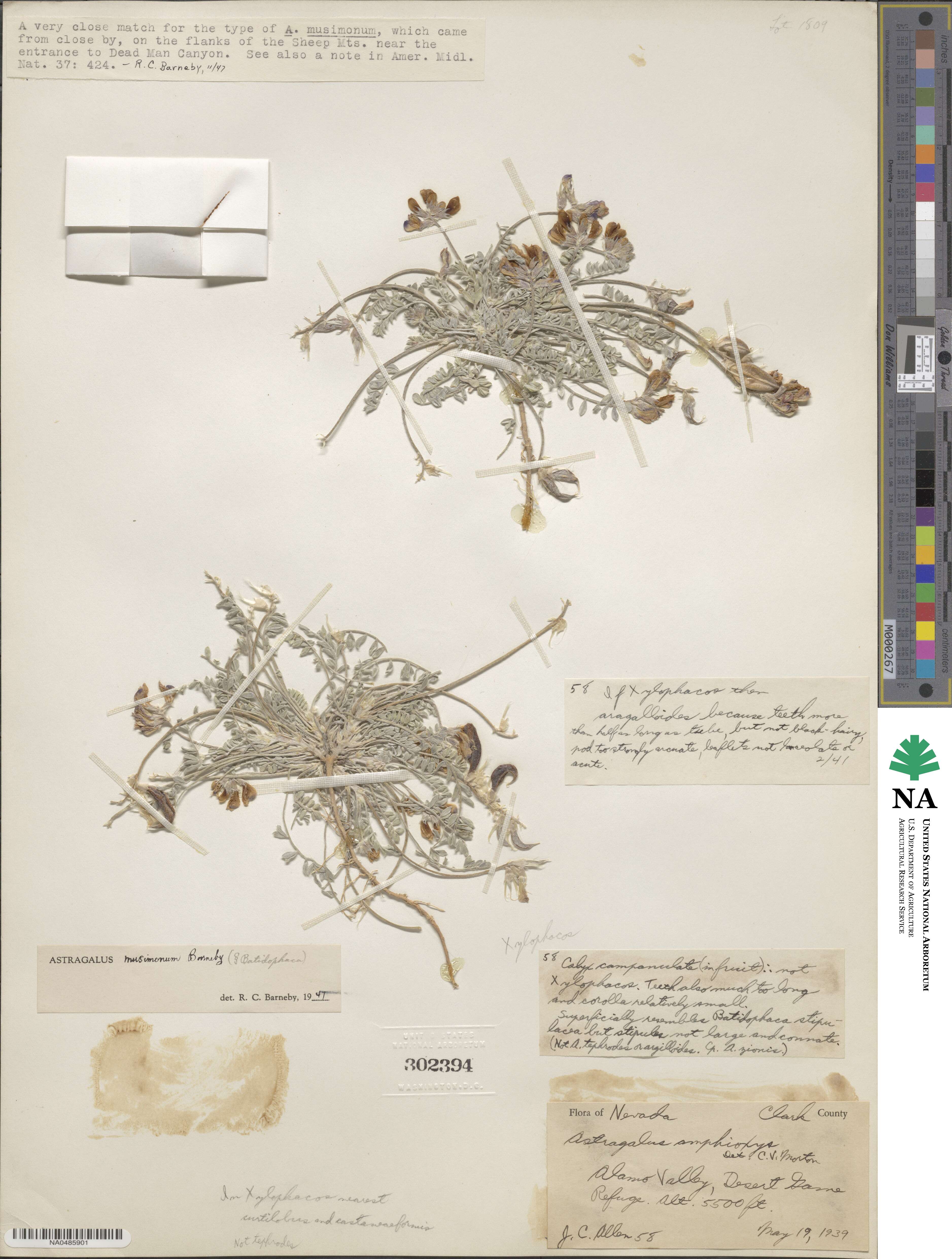 Astragalus amphioxys var. musimonum image