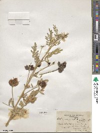 Astragalus neglectus image