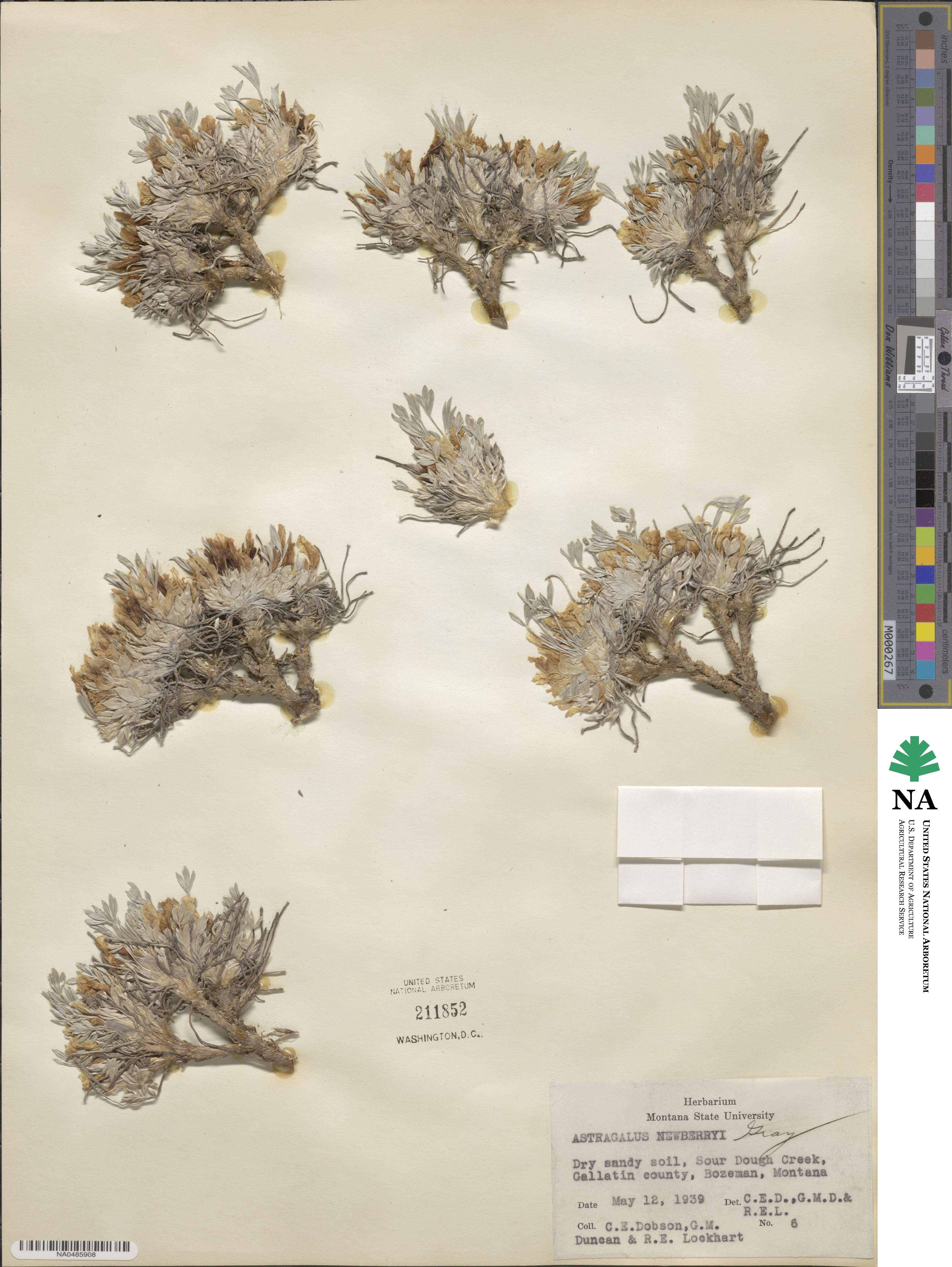 Astragalus newberryi image