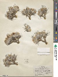 Astragalus newberryi image