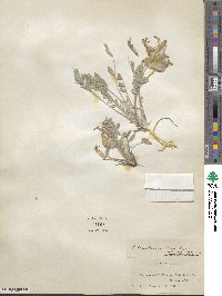 Astragalus newberryi image