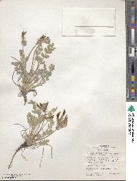 Astragalus newberryi image