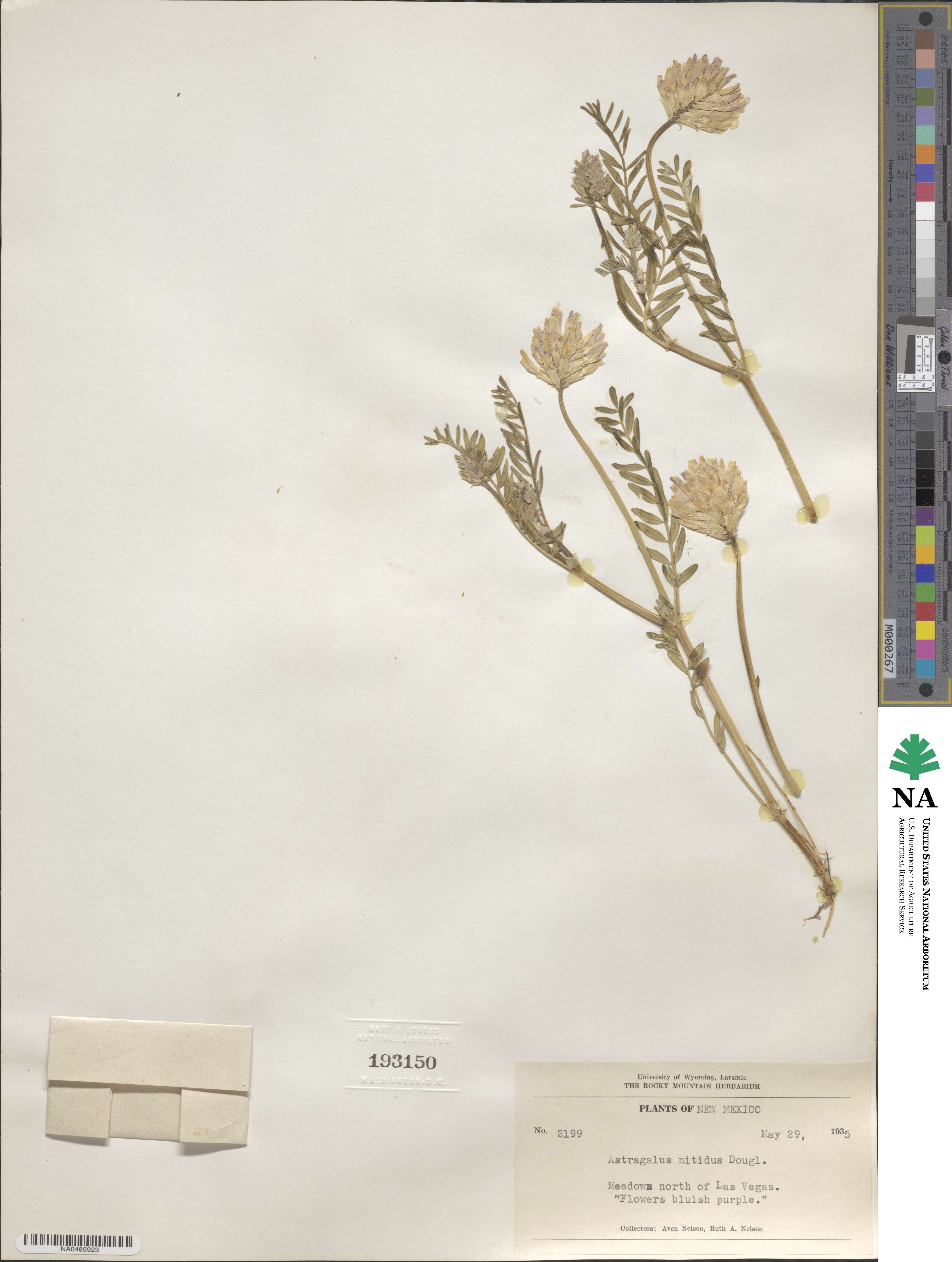 Astragalus laxmannii subsp. laxmannii image