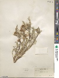 Astragalus laxmannii image