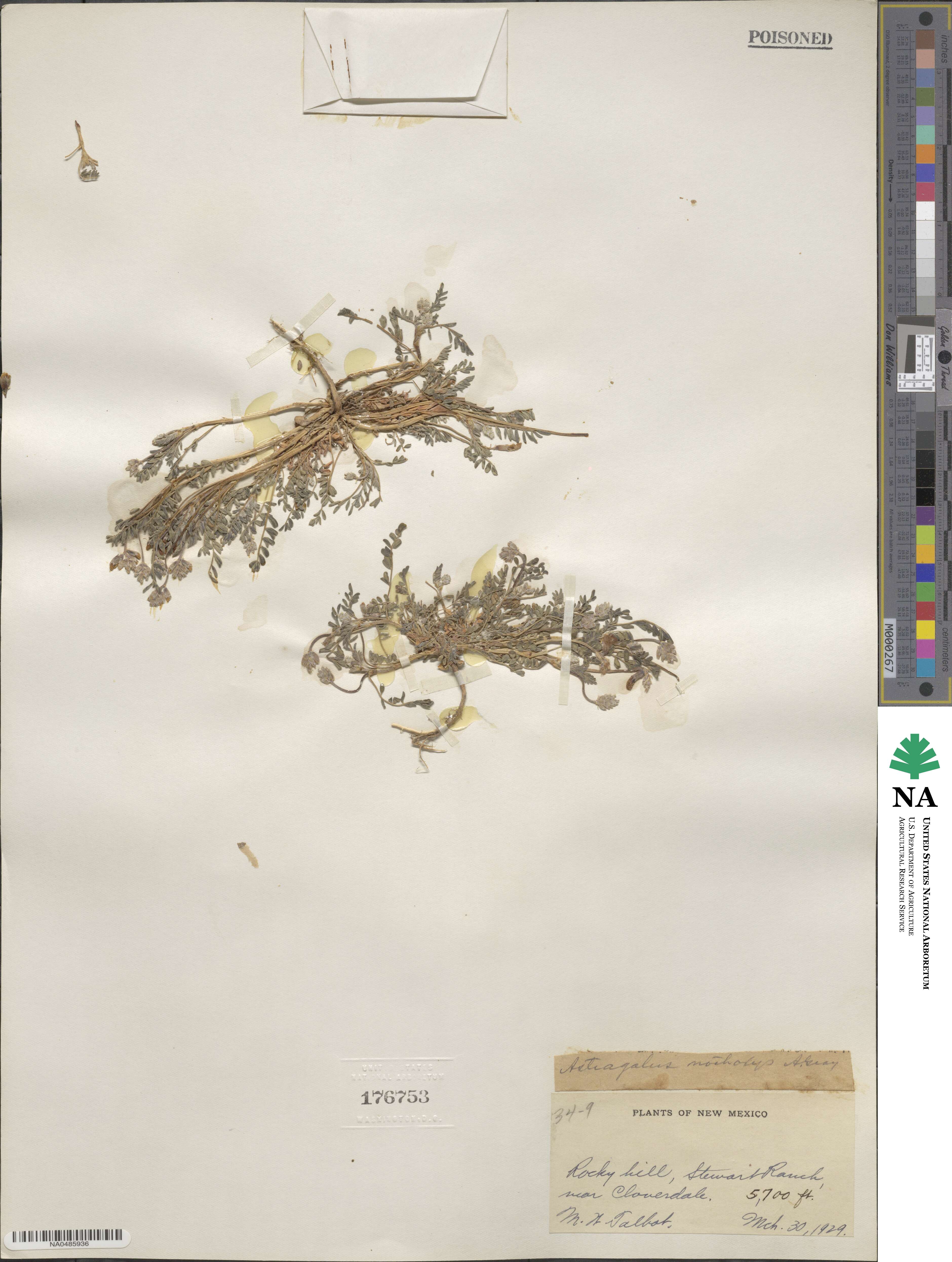Astragalus nothoxys image