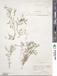 Astragalus nuttallianus var. austrinus image