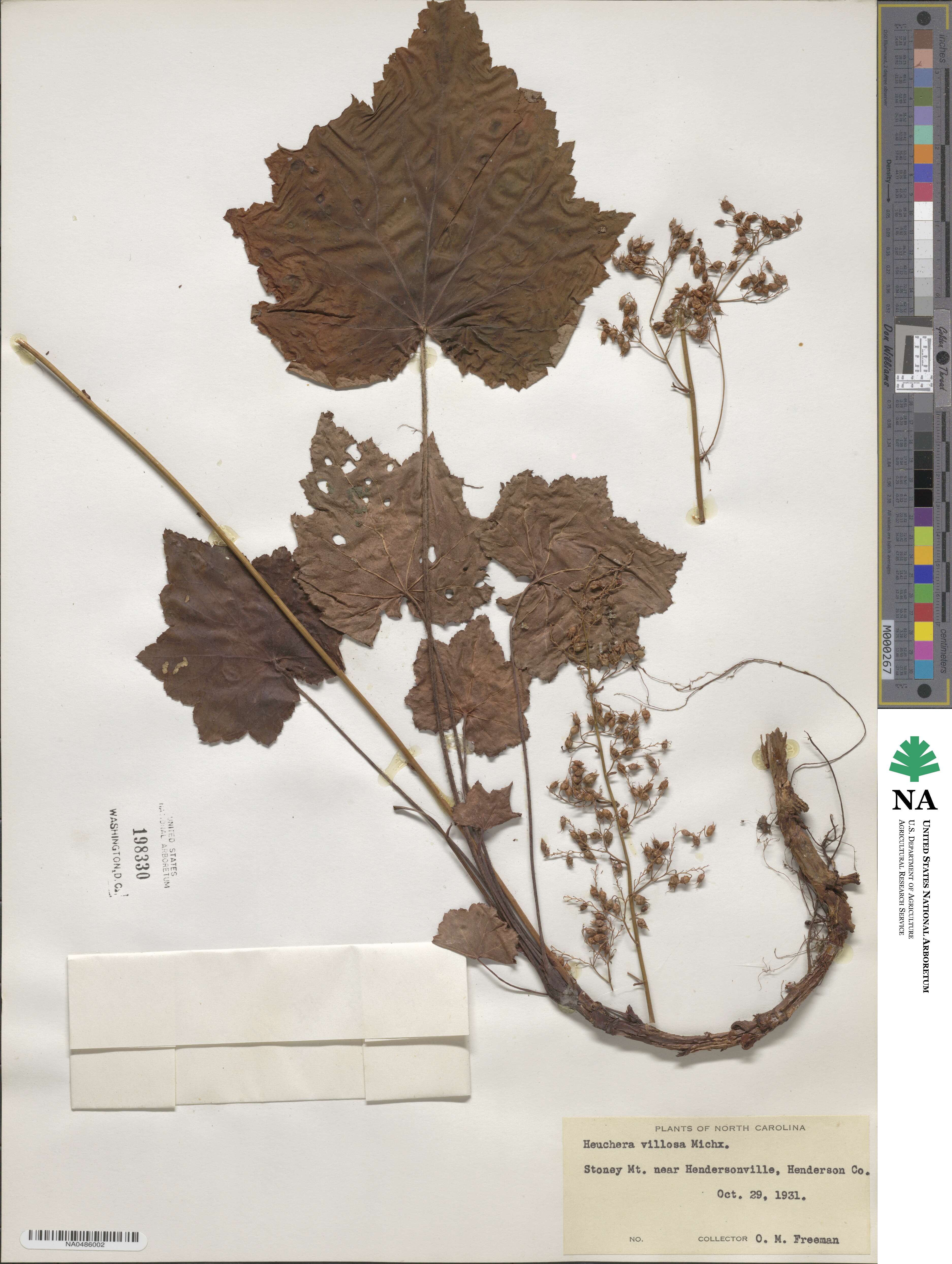 Heuchera villosa image