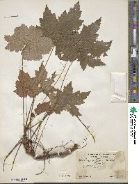 Heuchera villosa image