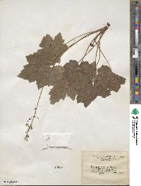 Heuchera villosa image