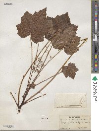 Heuchera villosa image