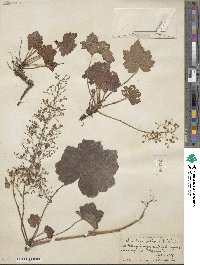 Heuchera villosa image