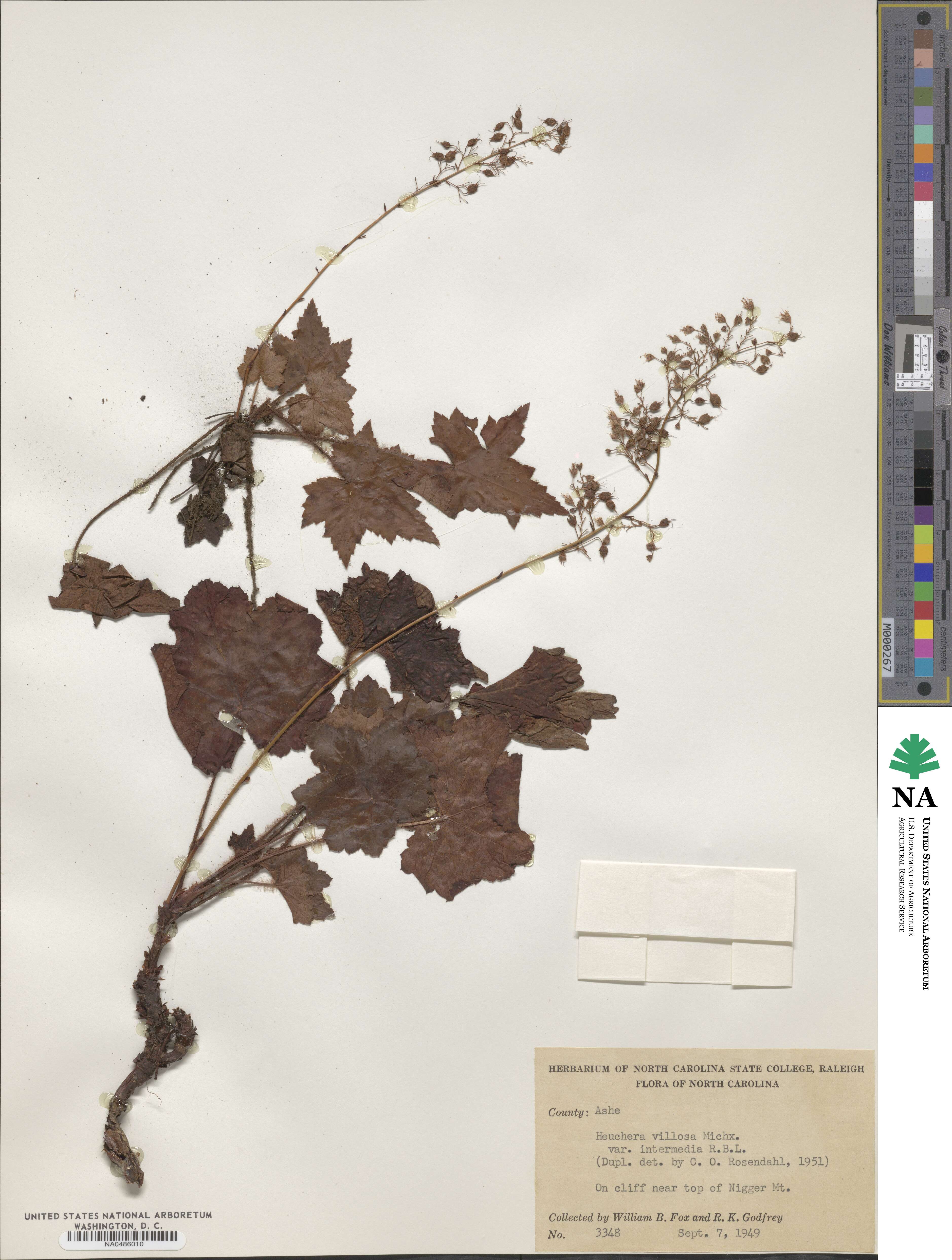 Heuchera villosa image