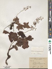 Heuchera villosa image