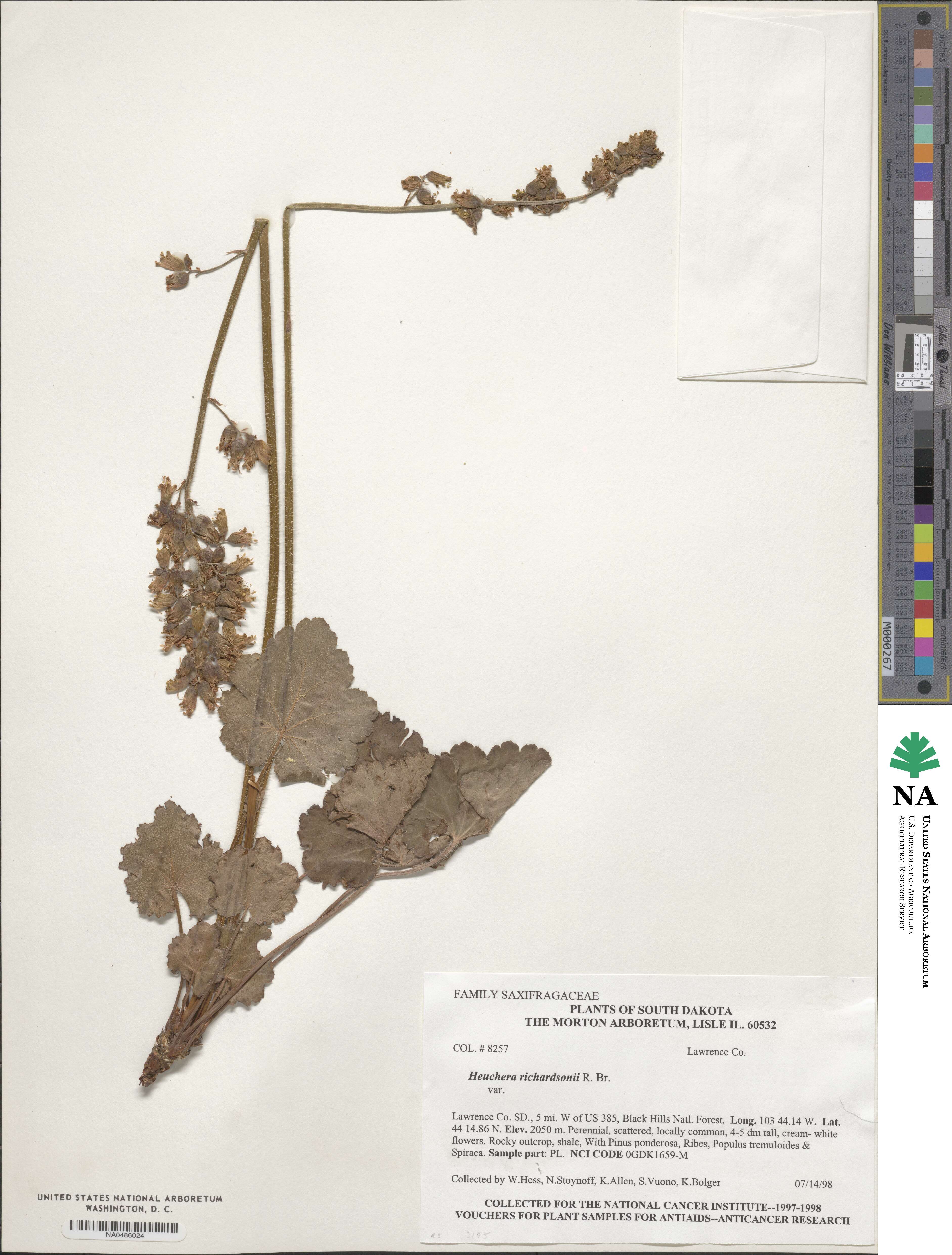 Heuchera richardsonii image